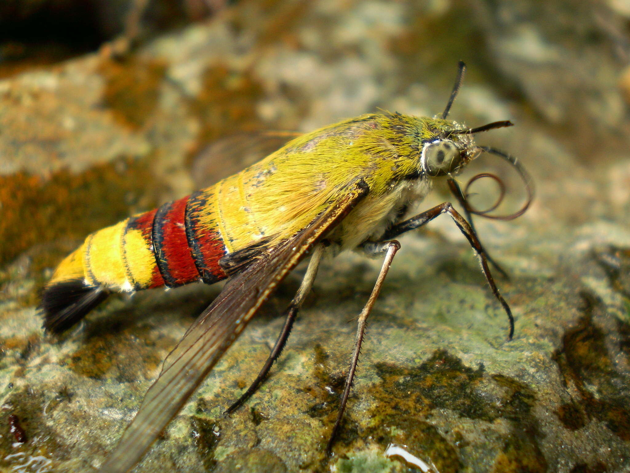 Plancia ëd Cephonodes hylas (Linnaeus 1771)