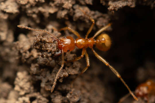 Image of Aphaenogaster pythia Forel 1915