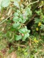 صورة Rosa transmorrisonensis Hayata