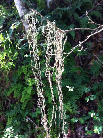 Image of Fishnet;   Menzies' cartilage lichen