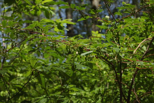 Image de Vaccinium arctostaphylos L.