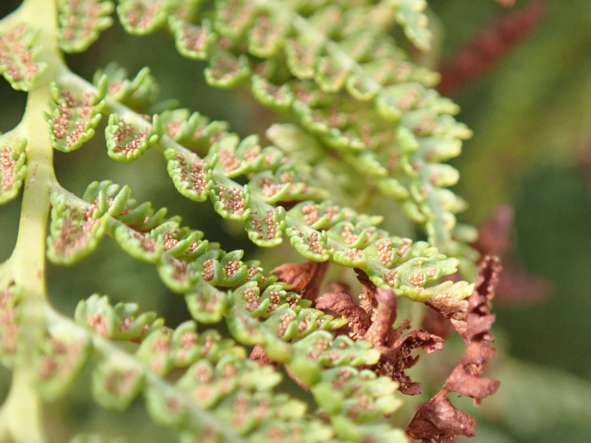 Image of American Alpine Lady Fern