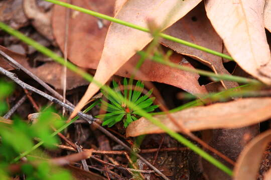 Image of Stylidium junceum subsp. junceum