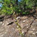 Image of Artemisia pubescens Ledeb.