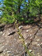 Image de Artemisia pubescens Ledeb.