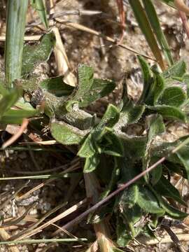 Image of Noticastrum malmei E. M. Zardini