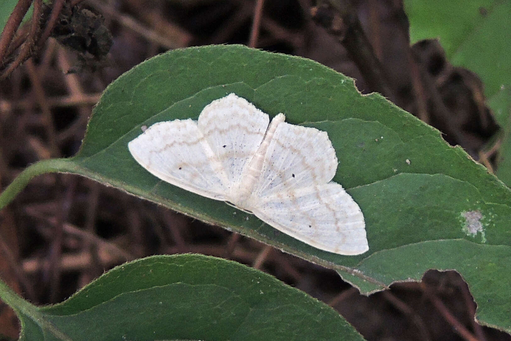 Image of Large Lace-border