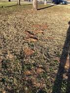 Image of Plains Pocket Gopher