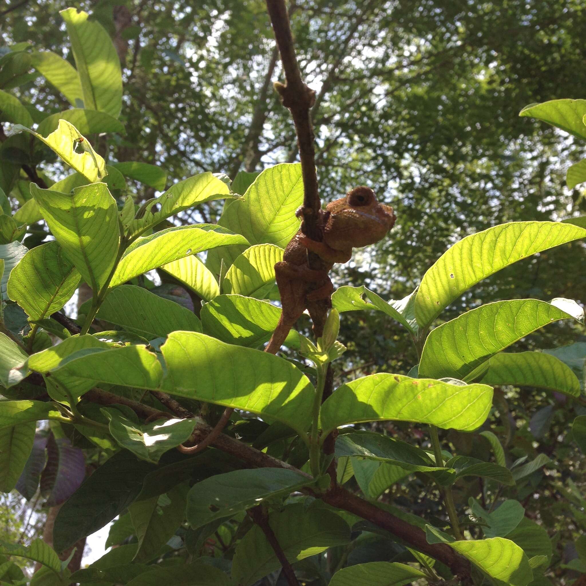 Image of Short-horned Chameleon