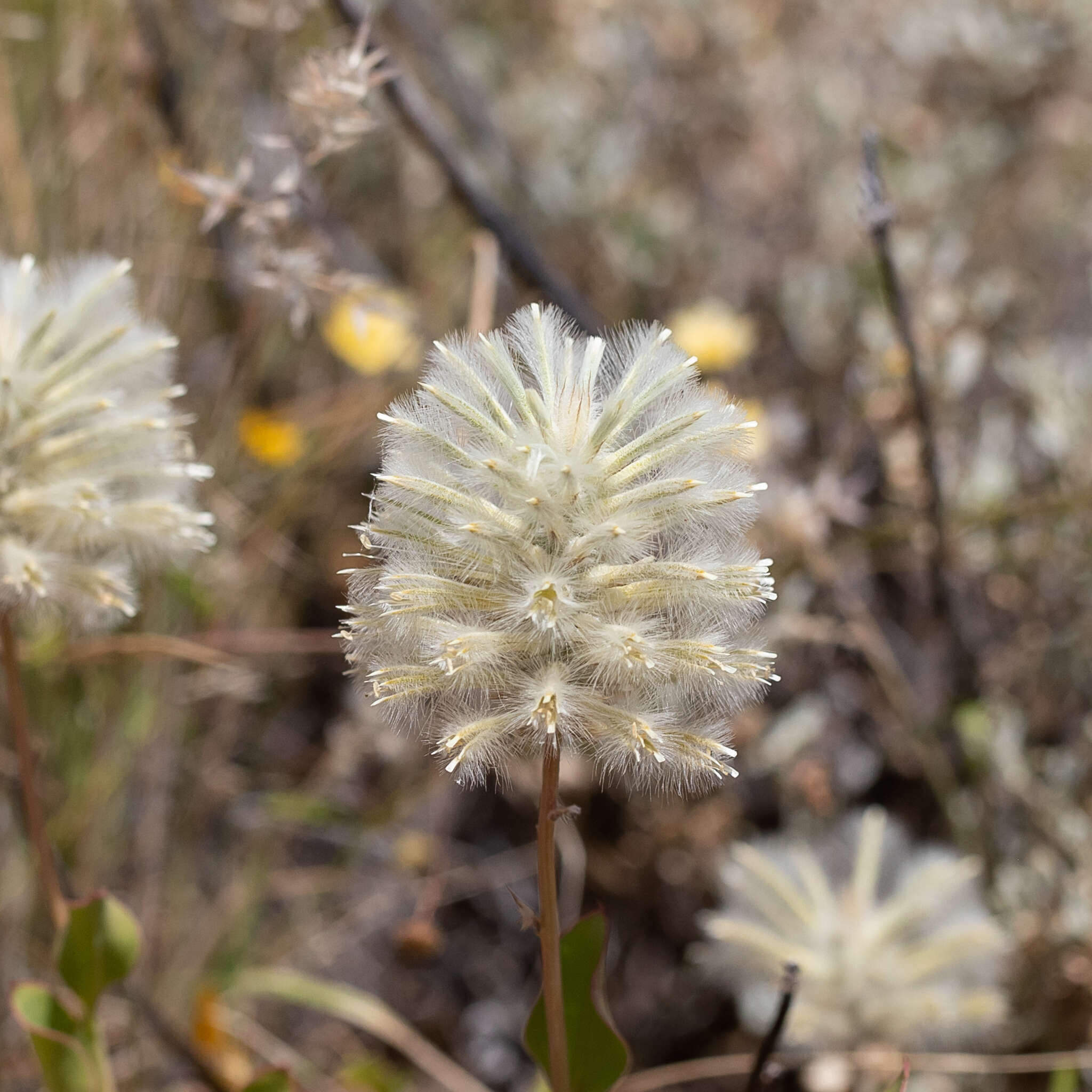 Image of Ptilotus nobilis F. Müll.