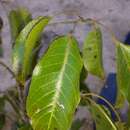 Imagem de Vitex beraviensis Vatke