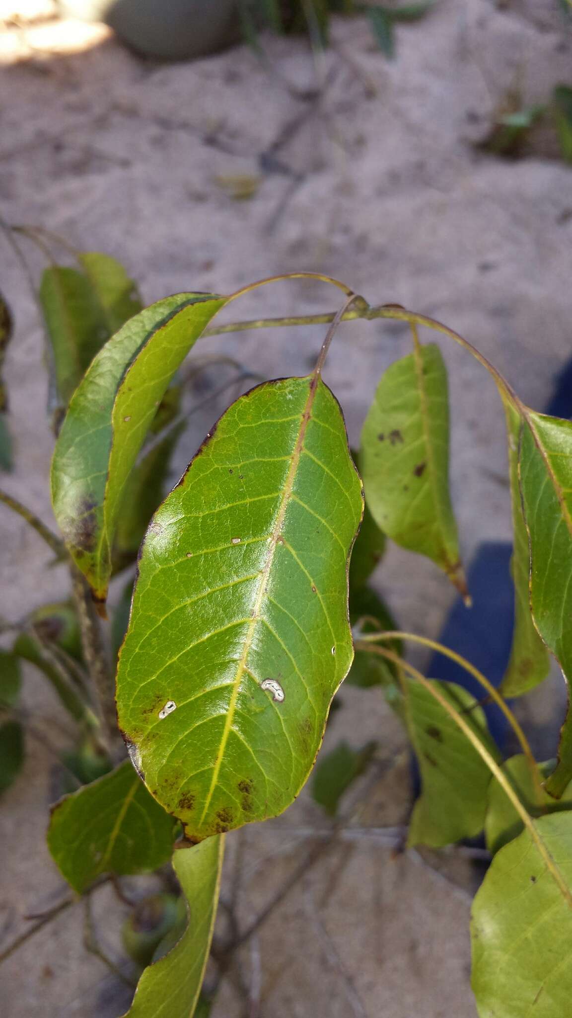 Sivun Vitex beraviensis Vatke kuva