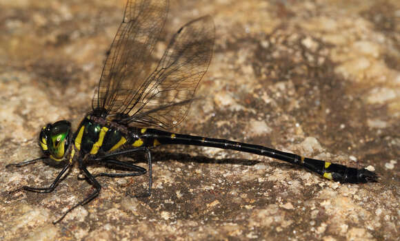 Image of Macromia zeylanica Fraser 1927