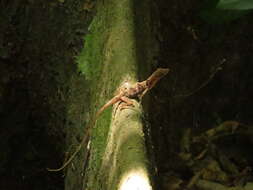 Sivun Anolis polylepis Peters 1874 kuva