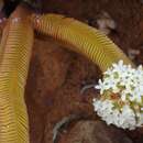 Image of Crassula pyramidalis Thunb.