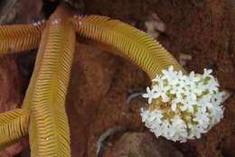 Image of Crassula pyramidalis Thunb.