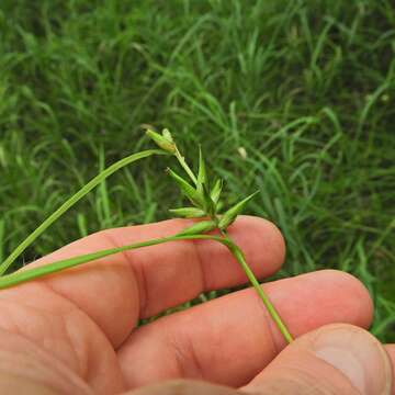 Image of Northern Long Sedge