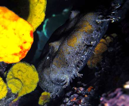 Image of Banded Wobbegong