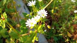 Image of greater chickweed