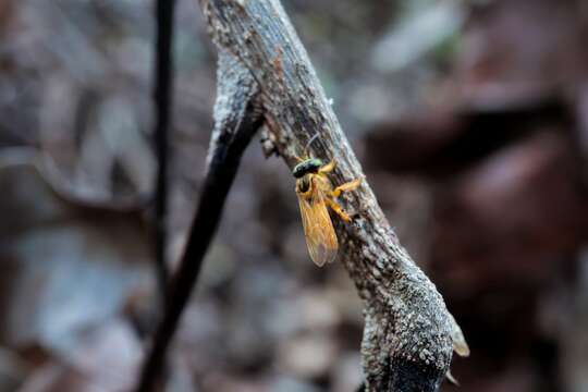 Image of Tetragona mayarum (Cockerell 1912)