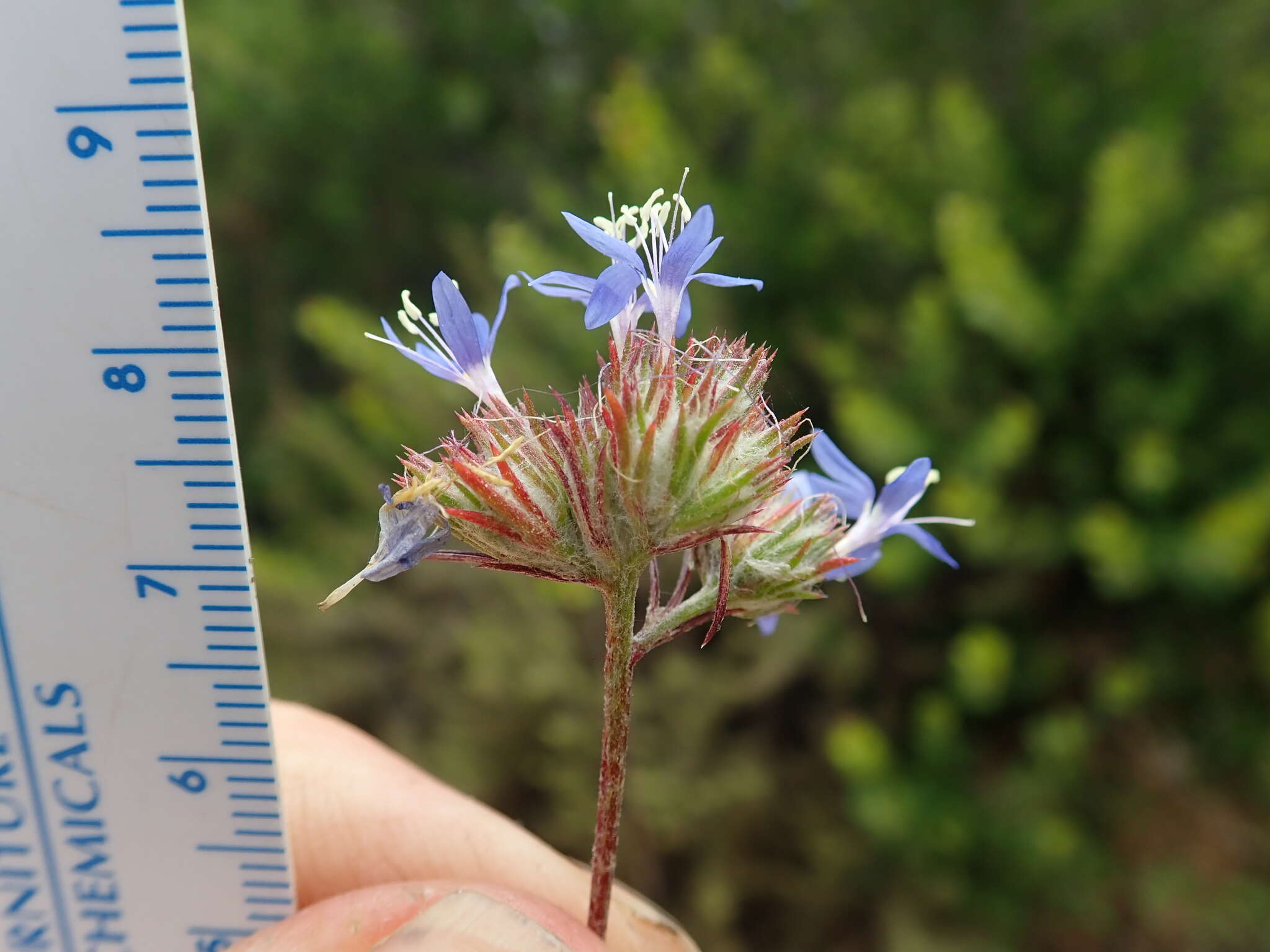 Imagem de Eriastrum sapphirinum subsp. dasyanthum (Brand) Mason