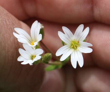 Imagem de Cerastium dubium (Bast.) Guépin