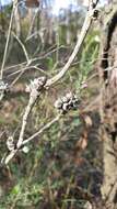 Image of thymeleaf melaleuca