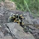 Image of Brachypelma hamorii Tesmoingt, Cleton & Verdez 1997