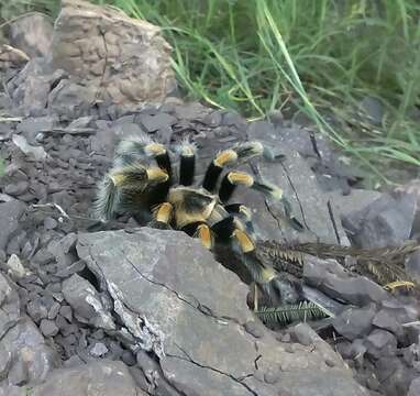 Imagem de Brachypelma hamorii Tesmoingt, Cleton & Verdez 1997