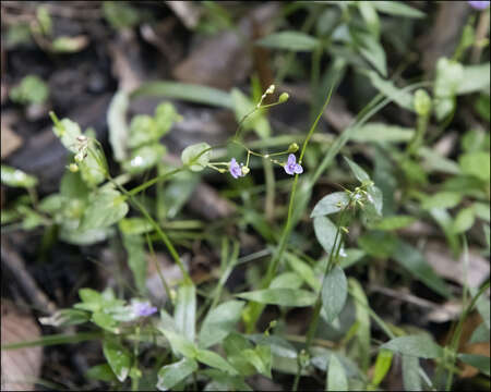 Image of Asiatic Dewflower