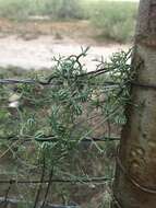 Image of slimlobe globeberry