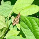 Image of Dione (Agraulis) vanillae maculosa Stichel 1907