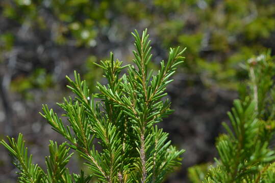 Image of Sannantha leratii (Schltr.) Peter G. Wilson