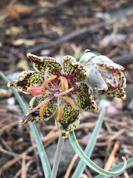 Image of Davidson's fritillary