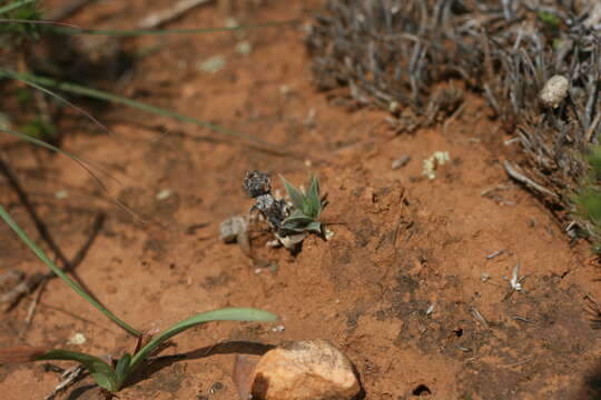 Image of Bergeranthus multiceps (Salm-Dyck) Schwant.