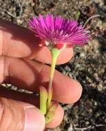 Image of Drosanthemum edwardsiae L. Bol.