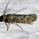 Image of Drab Clothes Moth