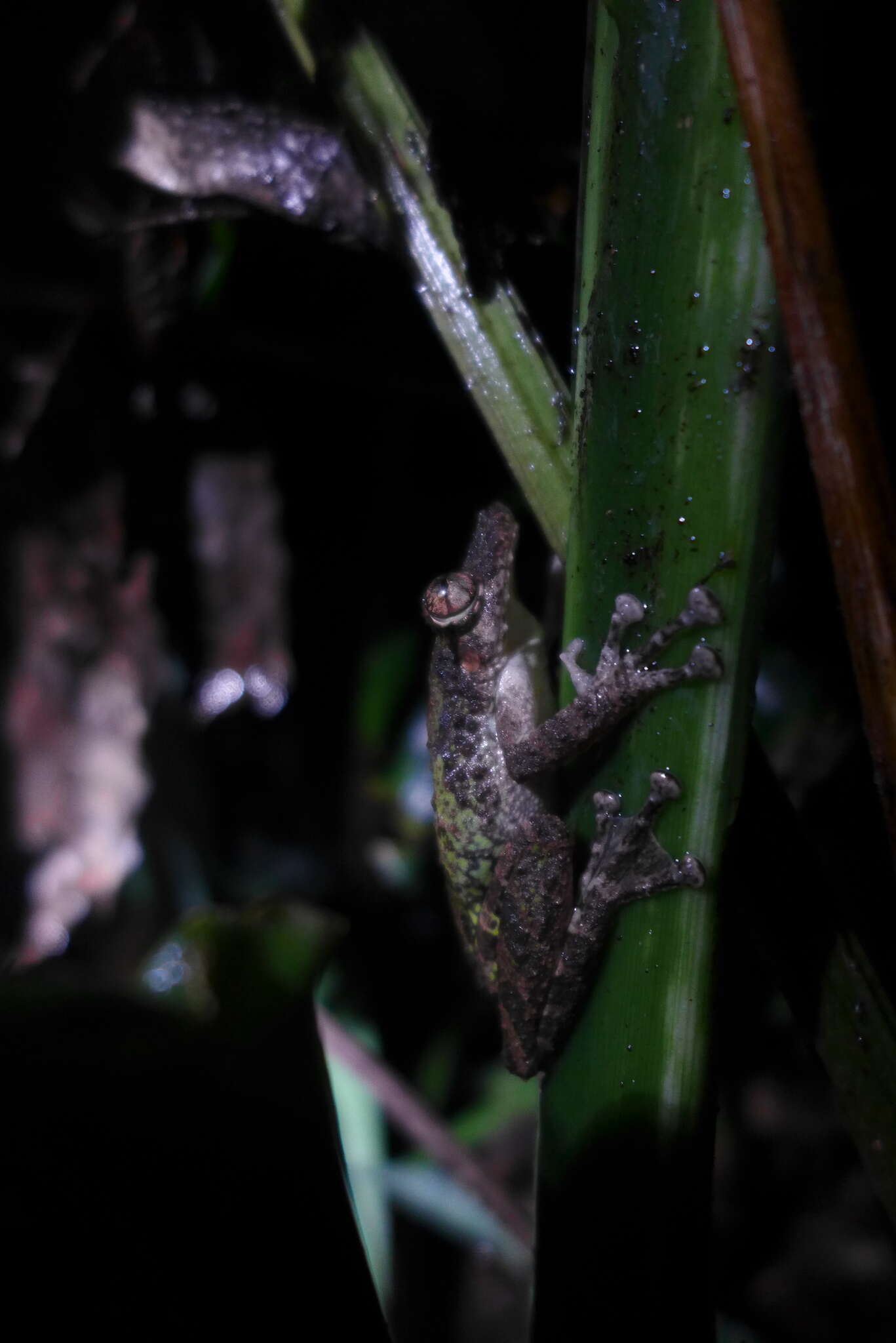 Image of Boulenger's Snouted Treefrog