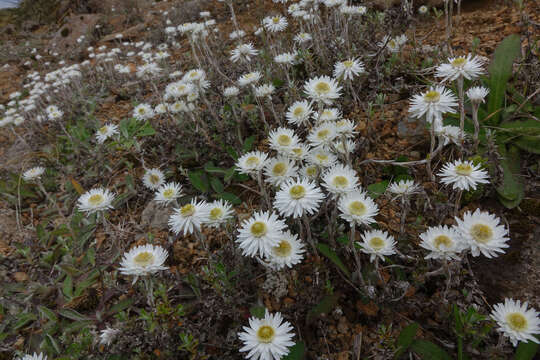 Image of Anaphalioides bellidioides (G. Forst.) D. Glenny