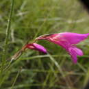 Imagem de Gladiolus dubius Guss.