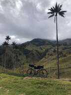 Image of Wax palm