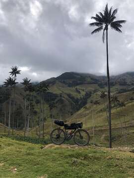 Image of Wax palm