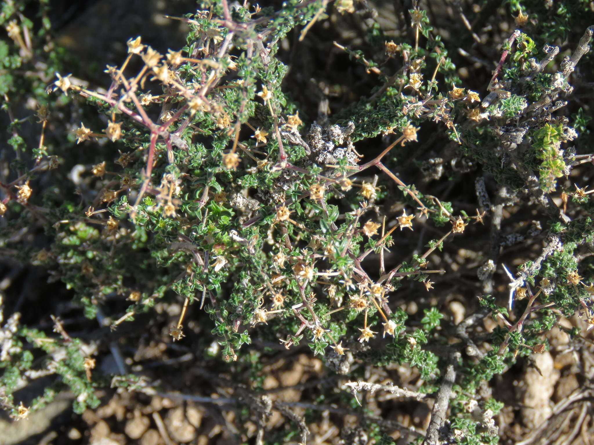 صورة Wahlenbergia nodosa (H. Buek) Lammers