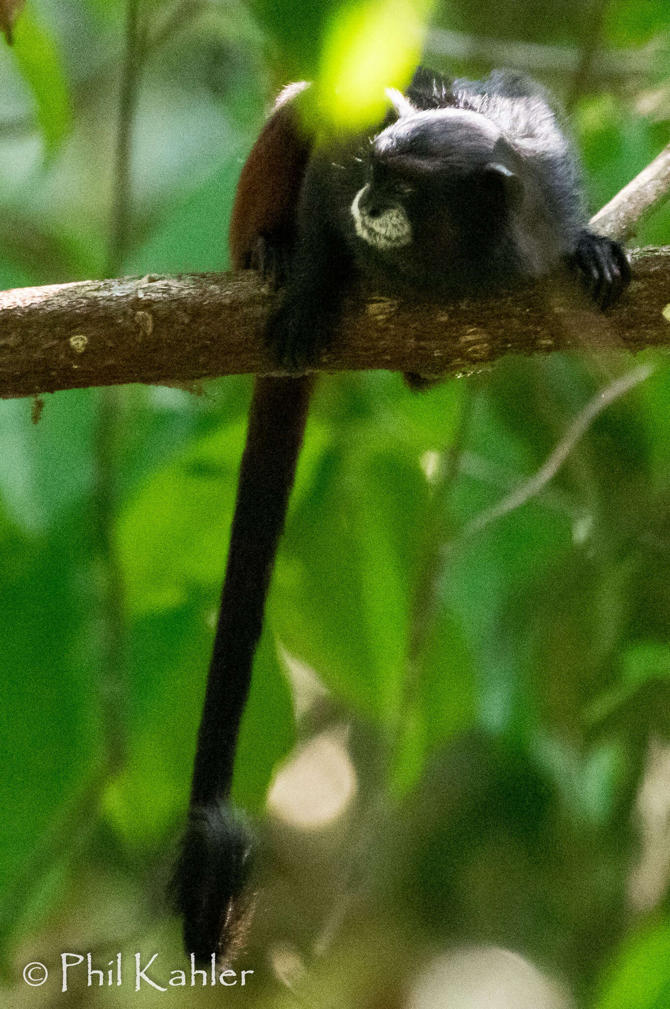 Image of Black-mantled tamarin