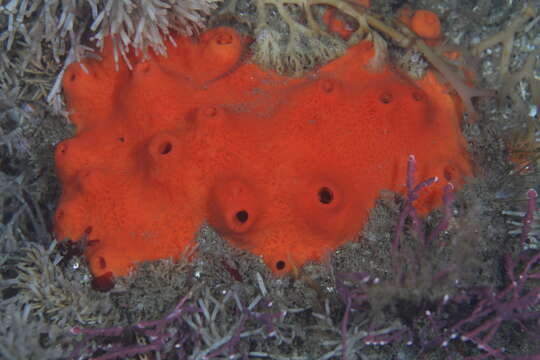 Image of red volcano horny sponge