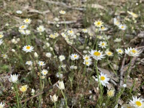 Image of Hyalosperma praecox (F. Müll.) P. G. Wilson