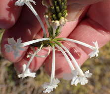 Image of Chascanum garipense E. Mey.