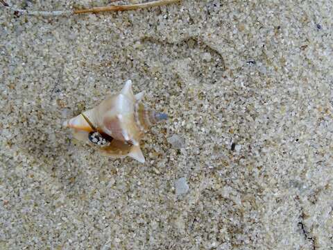 Image of West Indian fighting conch