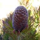 Plancia ëd Leucadendron comosum subsp. comosum