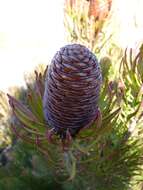 Plancia ëd Leucadendron comosum subsp. comosum